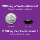 Webber Naturals Echinacea Triple Standardized 2,100 mg - 90 Softgels - Herbals