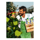 Hint Water Infused With Essence - Apple 12-Pack - Water