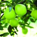 New Nordic Apple Cider 1000MG - - Supplements