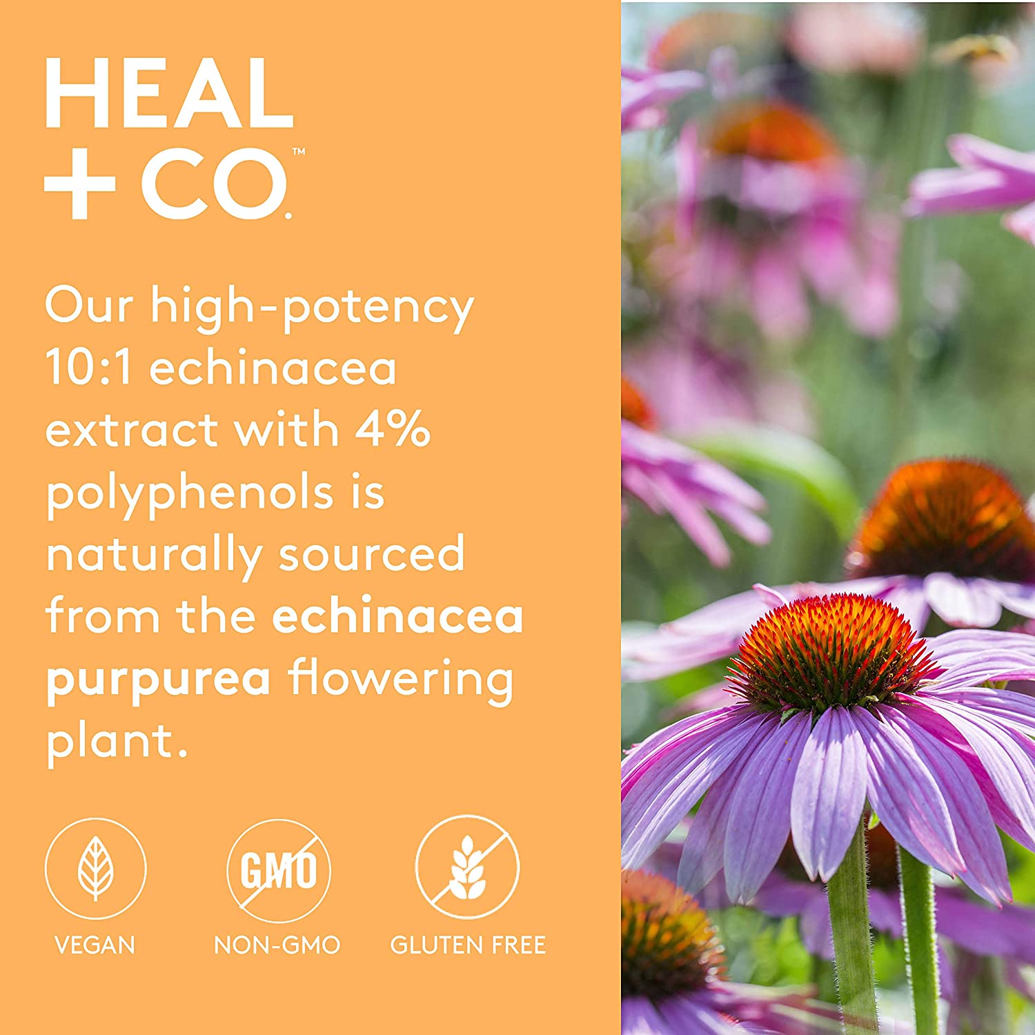 Heal + Co. Echinacea (10:1 extract) 500mg 120vcap