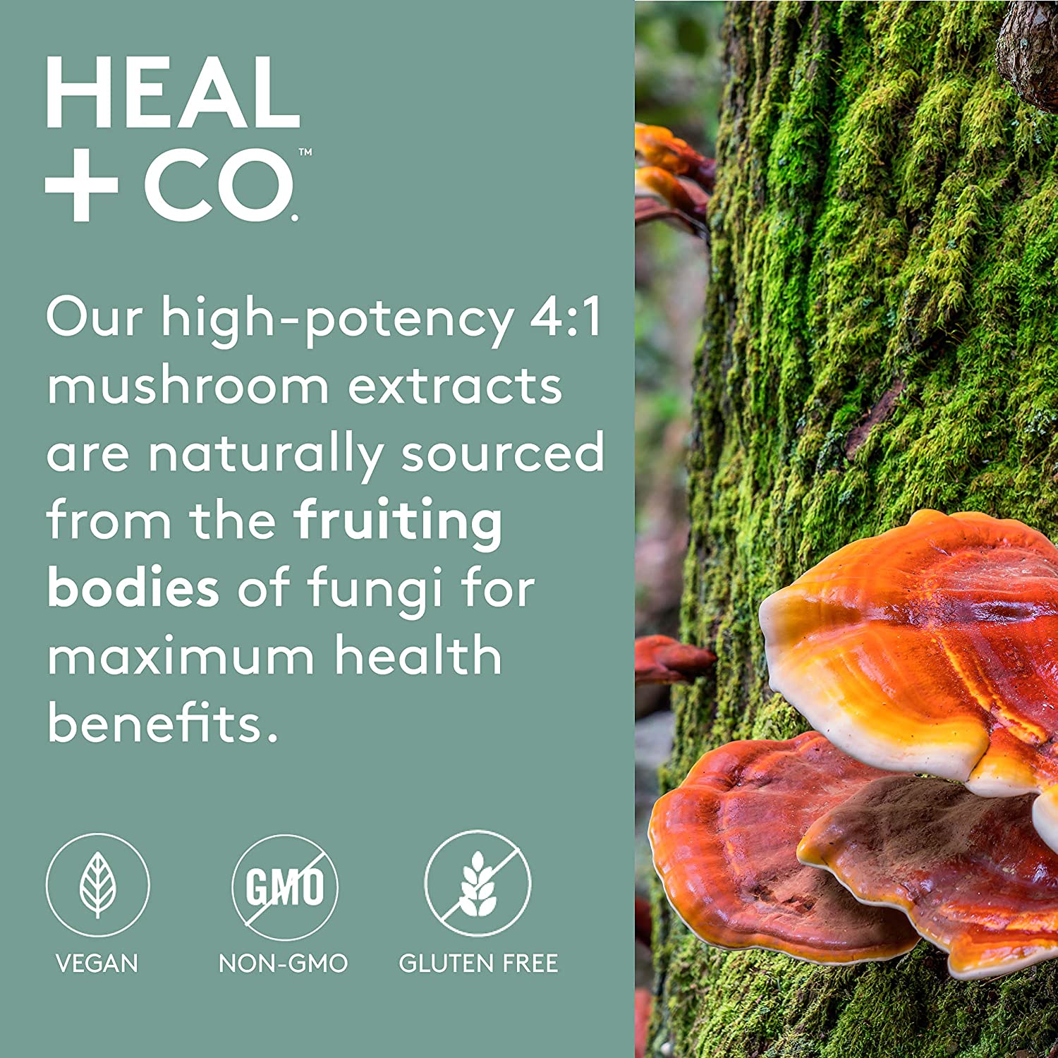 Heal + Co. Super Mushroom Complex (4:1) 500mg 120vcap